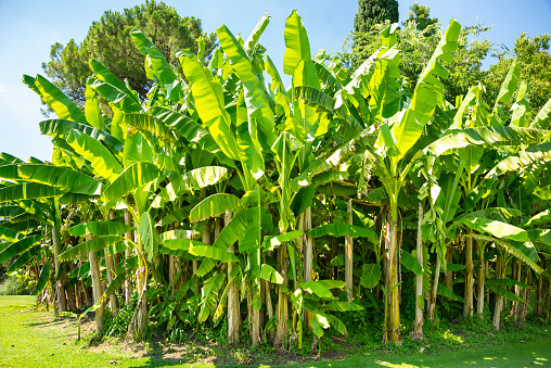 Premium Banana Powder Export